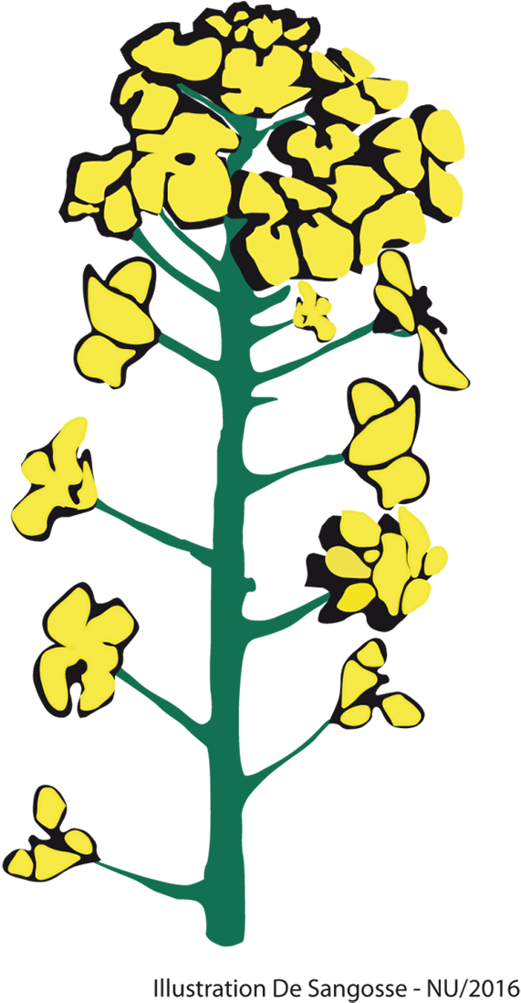 En Résumé, L'observation De L'apparition Du Stade G1 Clipart (680x1169), Png Download