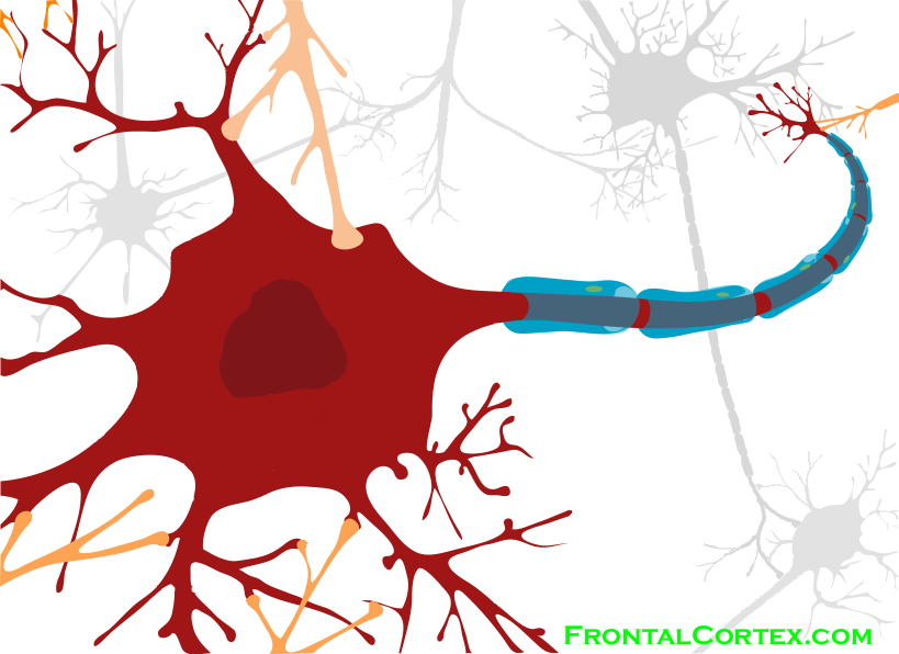 Neuron Clipart Part - Png Download (819x596), Png Download