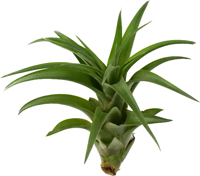 Brachycaulos Hybrid Air X By Lorawise On Clipart (800x600), Png Download