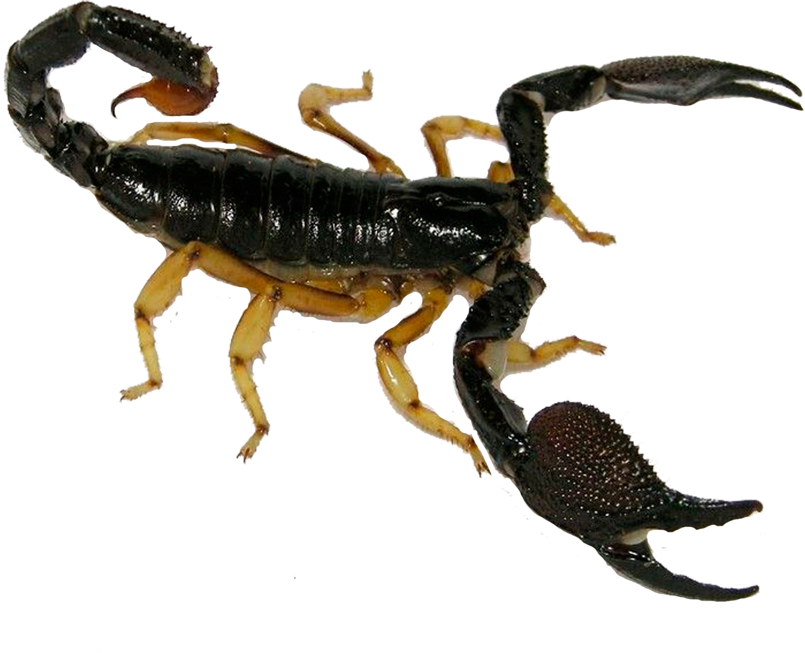 Clip Art Royalty Free Stock Insect Poison Insectinsect - Png Download (2480x3508), Png Download