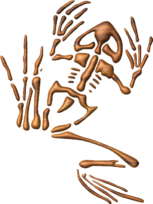Seal Bone Frog Clipart (530x697), Png Download