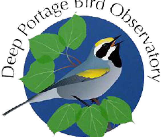 Prairie Falcon Clipart Graduation - Png Download (640x480), Png Download