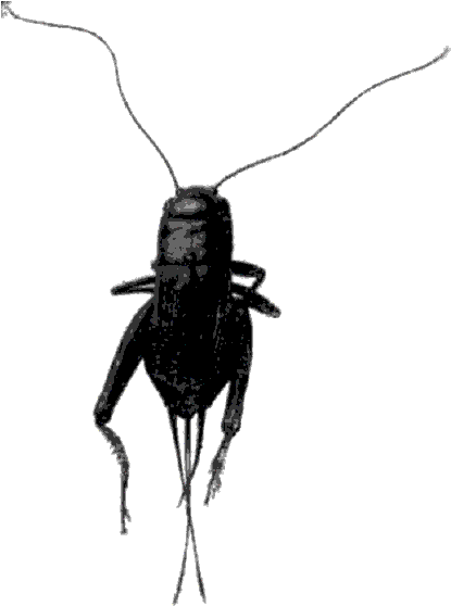 Black House Cricket Tattoo Clipart (1200x800), Png Download