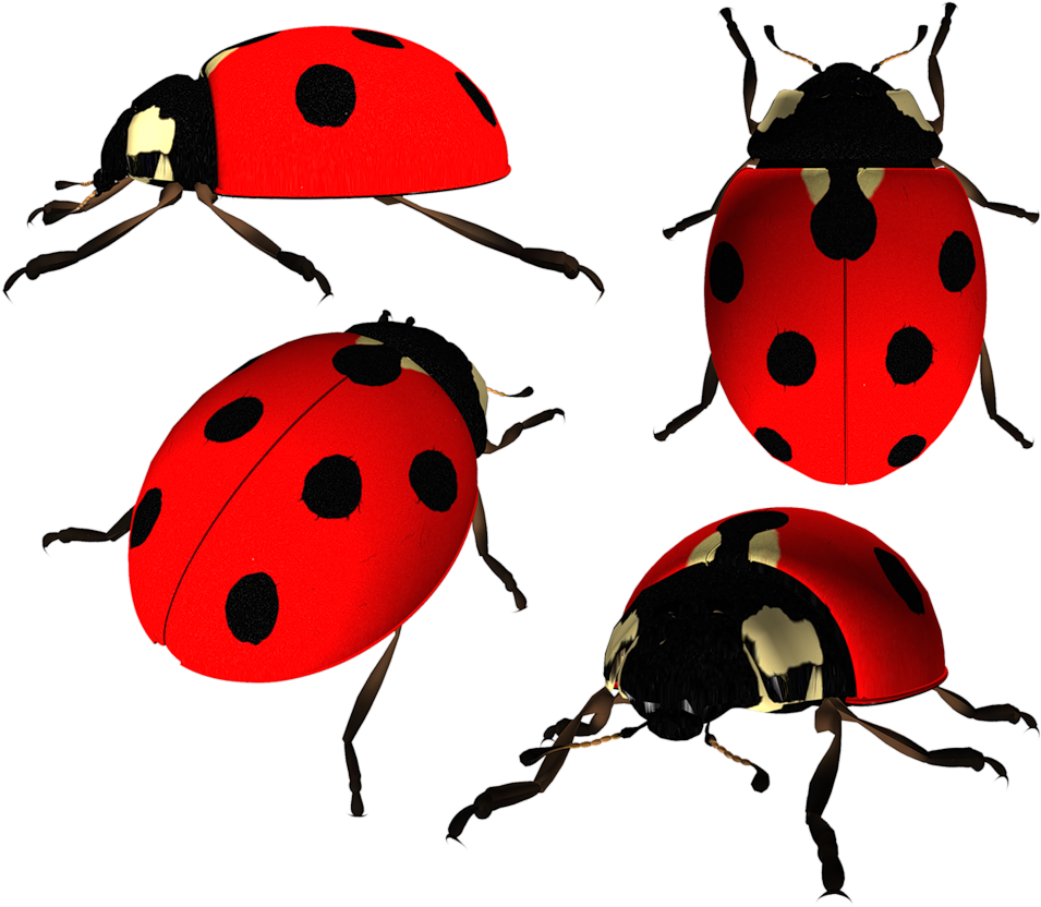 Фотографии В Альбоме «божья Коровка» Косметики Tiande Clipart (1024x884), Png Download