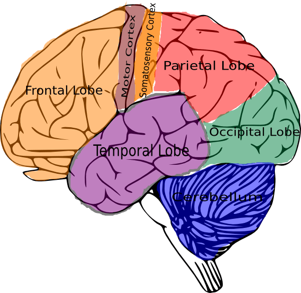 Brain Scar Clipart - Png Download (600x585), Png Download
