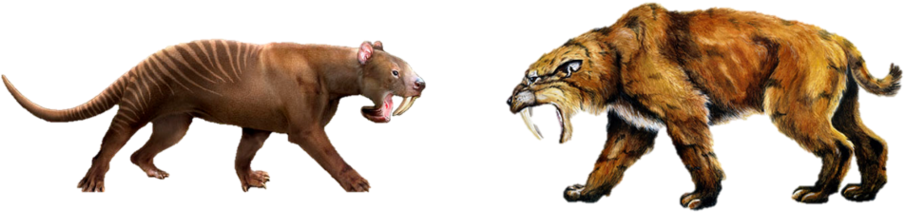 On The Right Is Smilodon Fatalis, The Poster Cat For Clipart (1000x440), Png Download
