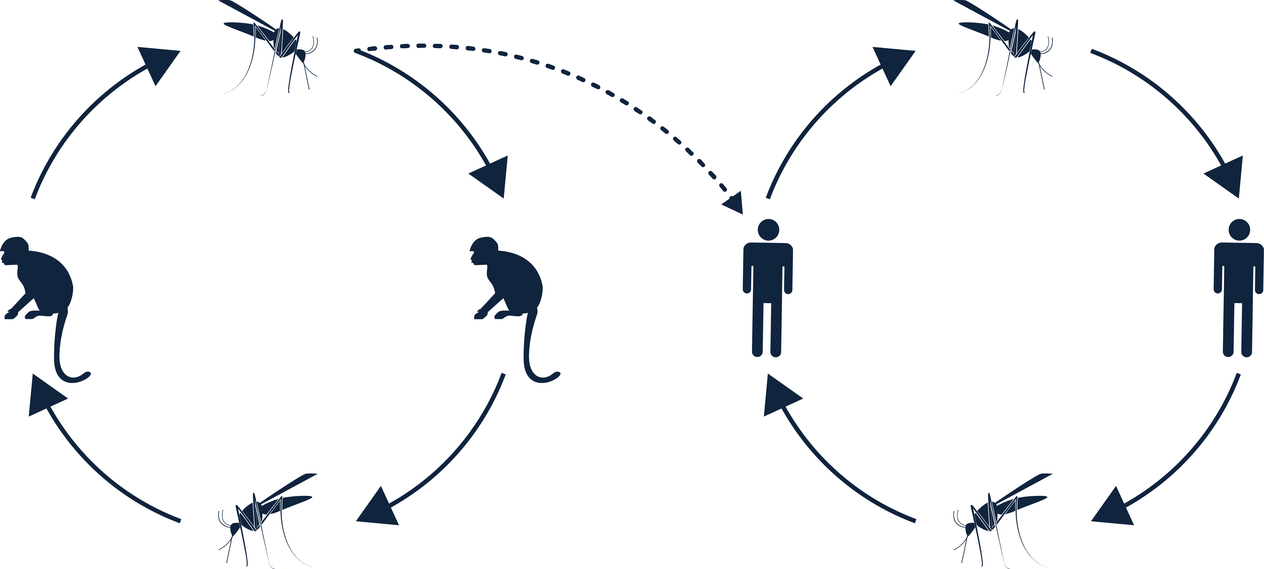 Yellow Fever Transmission Cycle Clipart (4866x2193), Png Download