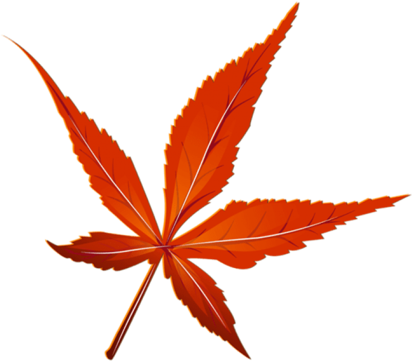 Download Transparent Red Leaf Picture Clipart Png Photo (850x821), Png Download