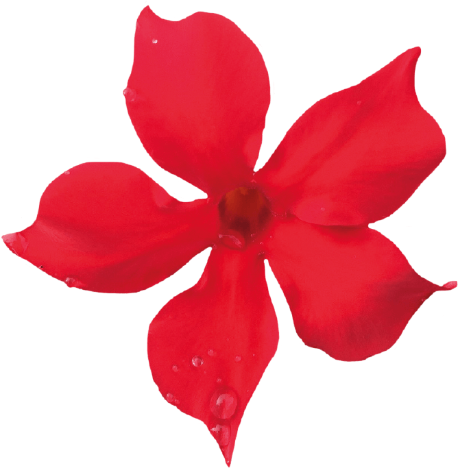 Sundaville Mini Scarlet Clipart (871x1111), Png Download
