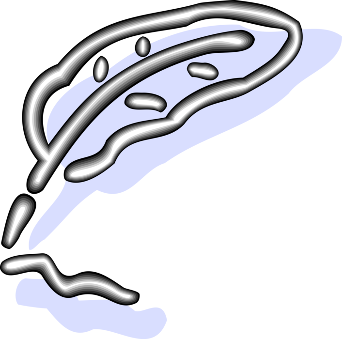 Vector Illustration Of Feather Quill Pen Writing Instrument Clipart (706x700), Png Download