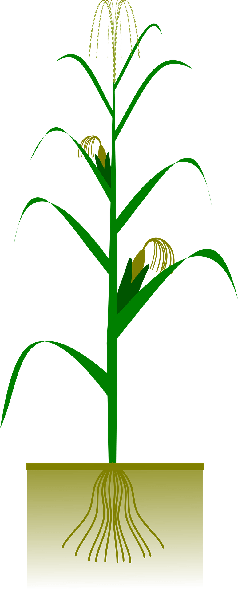 Fall Corn Stalk Clip Art - Png Download (500x1000), Png Download