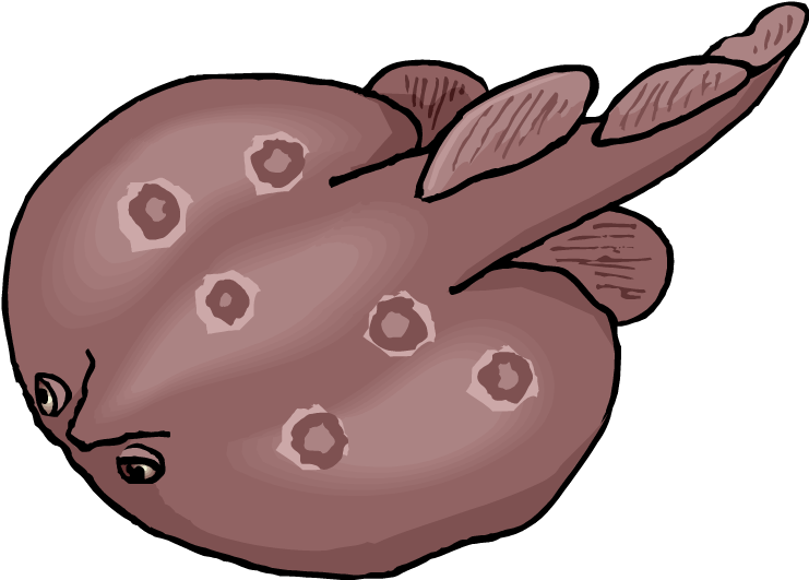 Stingray Clipart - Png Download (750x534), Png Download
