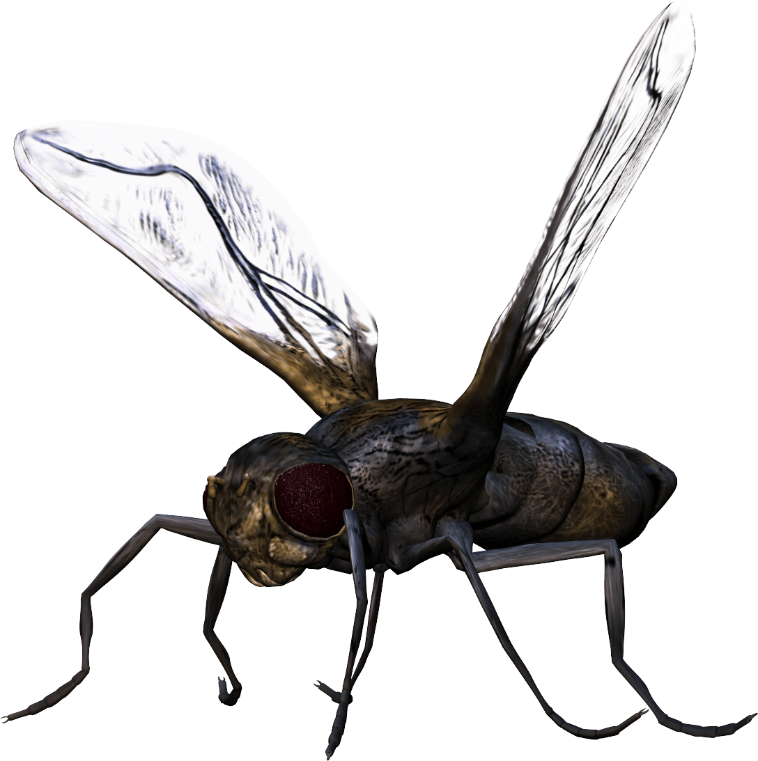 Insect Bug Png Transparent Background Clipart (1088x1093), Png Download