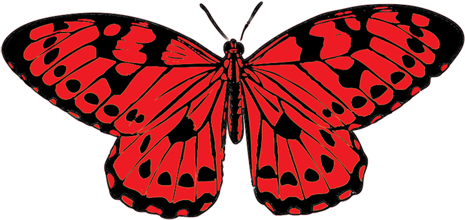 Picture Free Stock 5 Clipart Colored Butterfly - Plain Tiger Butterfly Drawing - Png Download (709x469), Png Download