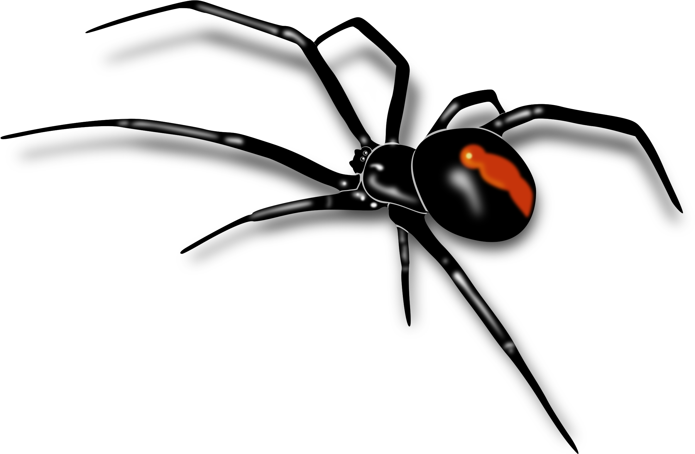 Images For Spiders Clipart - Redback Spider - Png Download (2356x1546), Png Download