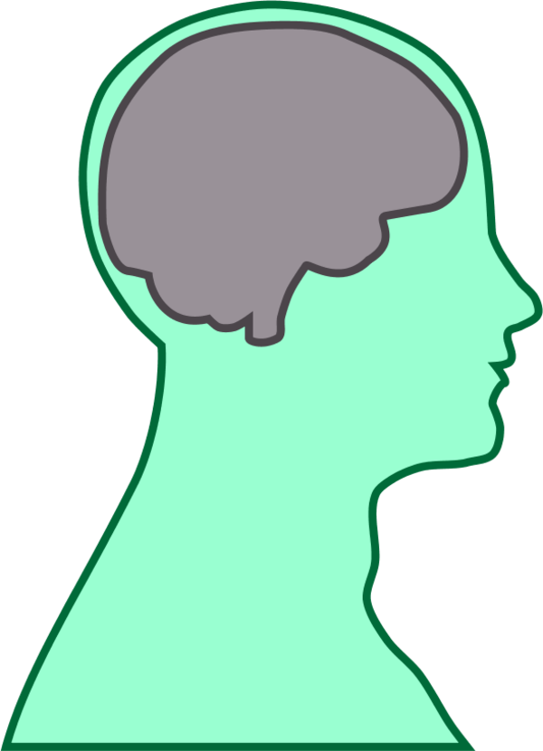 Brain Human Man - Thalamus And Frontal Lobe Clipart (600x830), Png Download