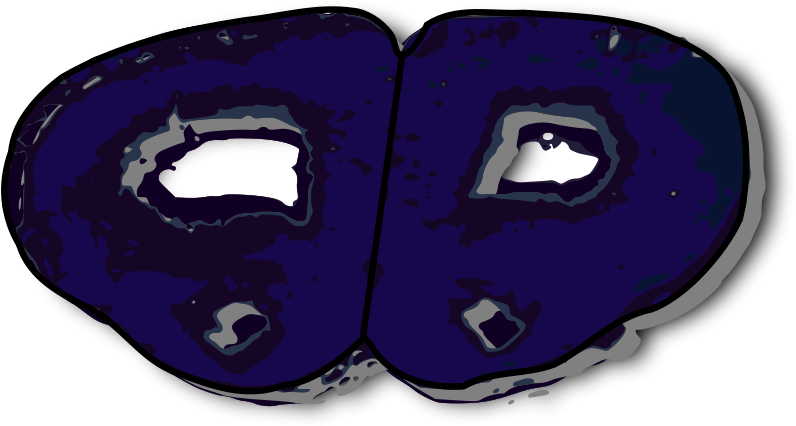 Free Coronal Section Rat Brain - Brain Clipart (800x435), Png Download