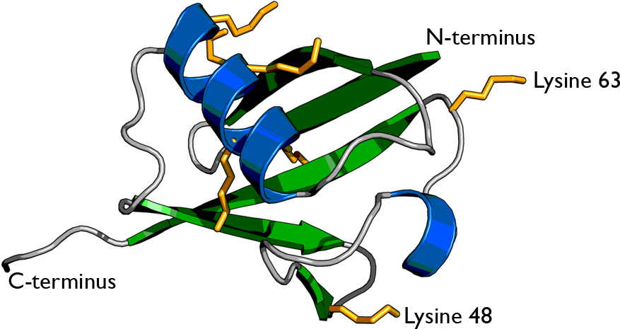 Http - //upload - Wikimedia - Org/wikipedia/commons/f/ - Primary Structure Of Ubiquitin Clipart (900x800), Png Download