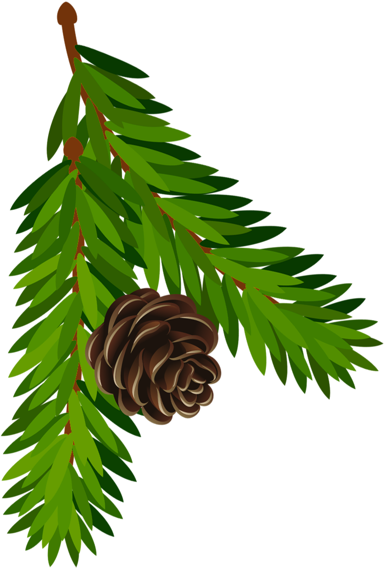 Transparent Clip Art Pine Cone Png (800x1197), Png Download