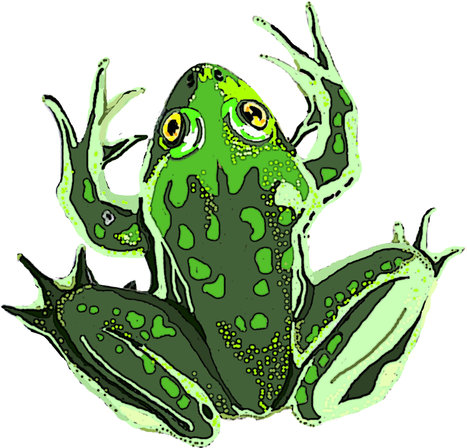 Paradox Frog Clipart (941x1080), Png Download