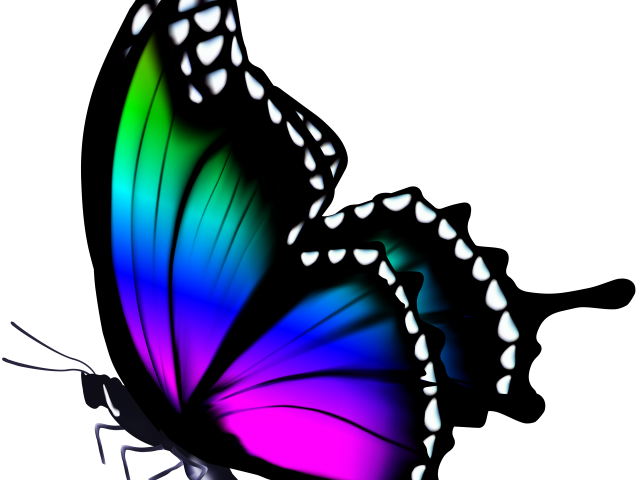 Butterfly Design Clipart Colourful Butterfly - Png Download (640x480), Png Download