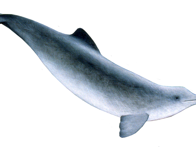 Spinner Dolphin Clipart Porpoise - Png Download (640x480), Png Download