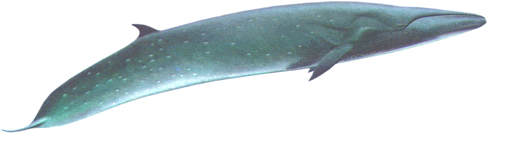 Transparent Whale Thin Back Clipart (1725x689), Png Download