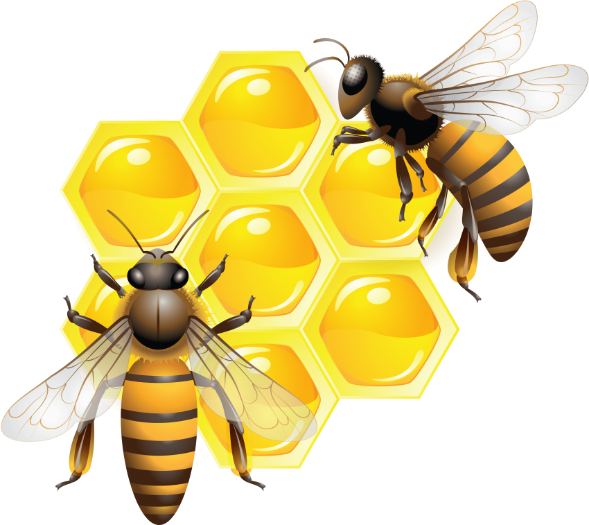Free Png Download Honey Clipart Png Photo Png Images Transparent Png (850x757), Png Download