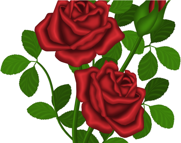 Red Rose Clipart Rose Bush - Png Download (640x480), Png Download