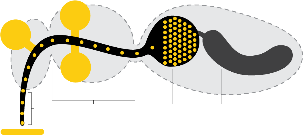 Bee Hive Clipart (1119x503), Png Download