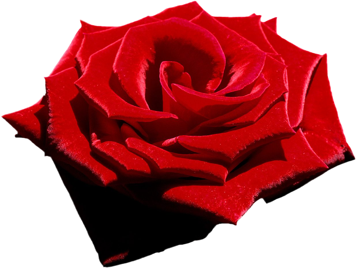 Velvet Red Rose, Png File, Attention Only The Maximum Clipart (1337x1024), Png Download