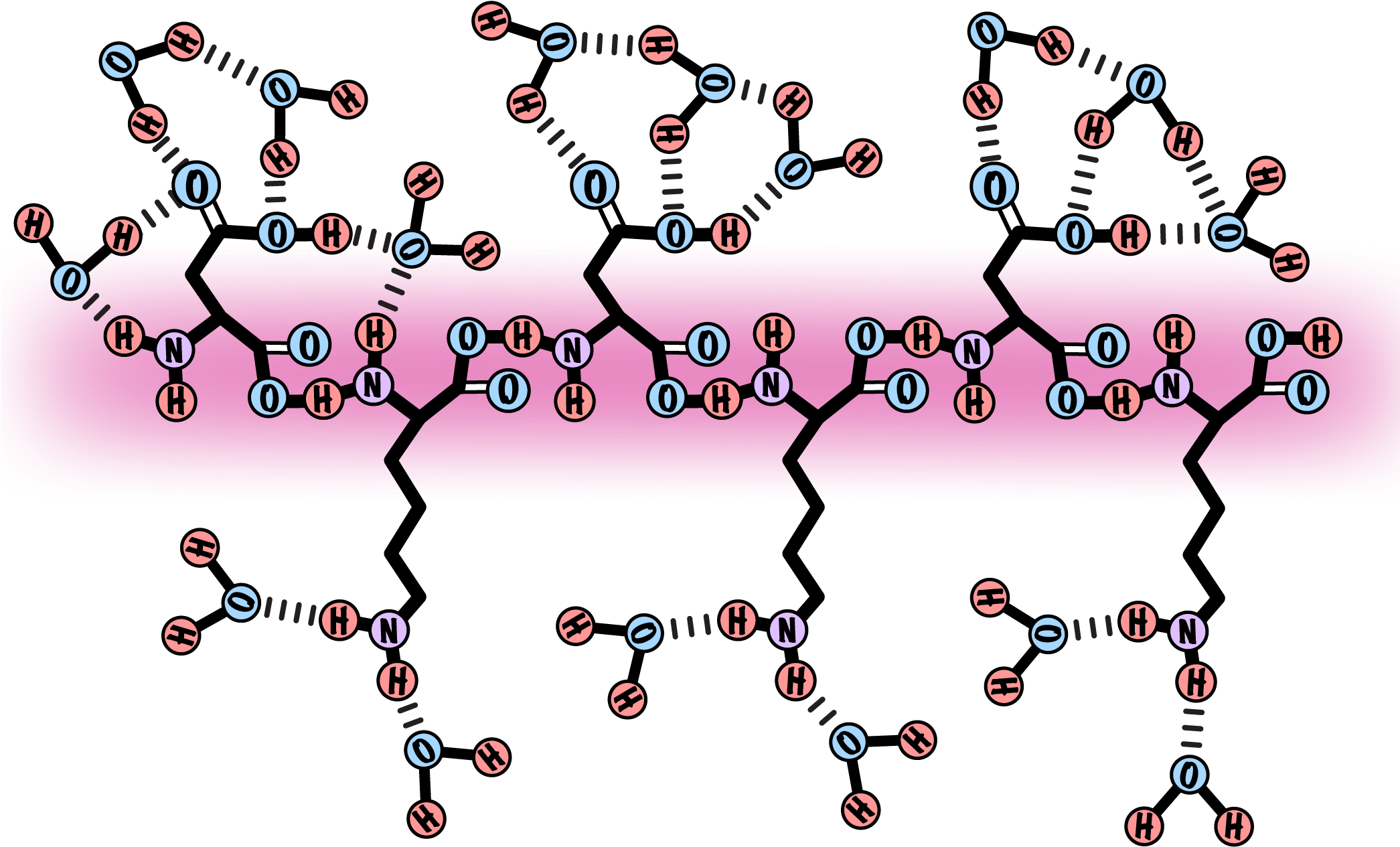 Schematic Of The Uptake Of Water Molecules By The Gelatin Clipart (2090x1483), Png Download