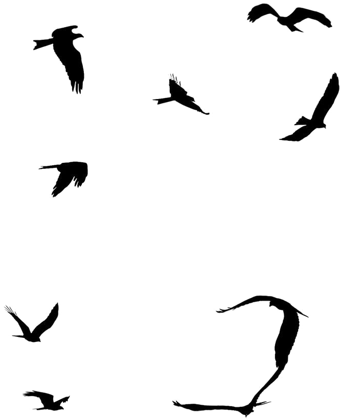 Ocean Birds Png File Clipart (665x821), Png Download