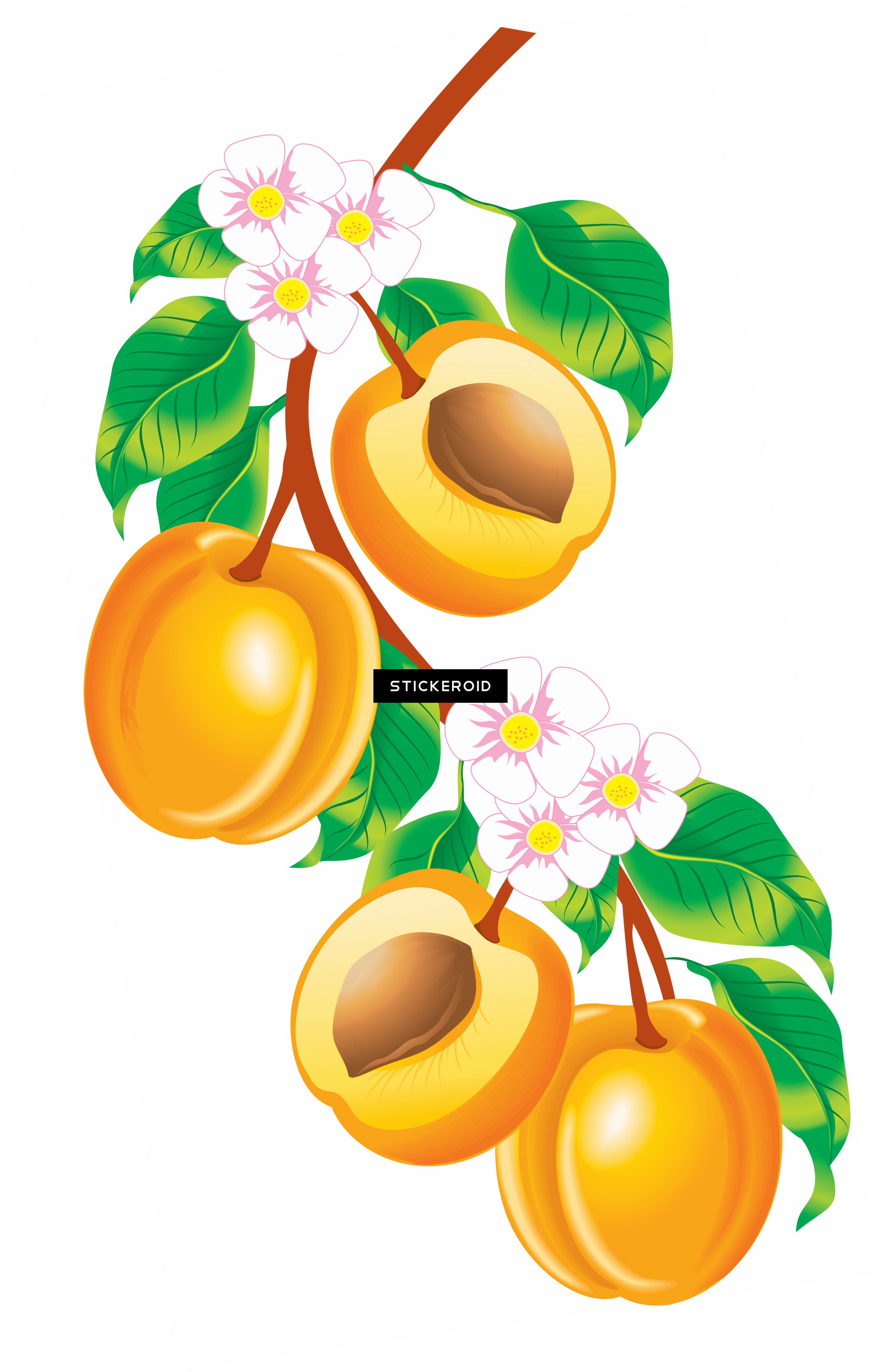 Peach Clipart (2364x3680), Png Download