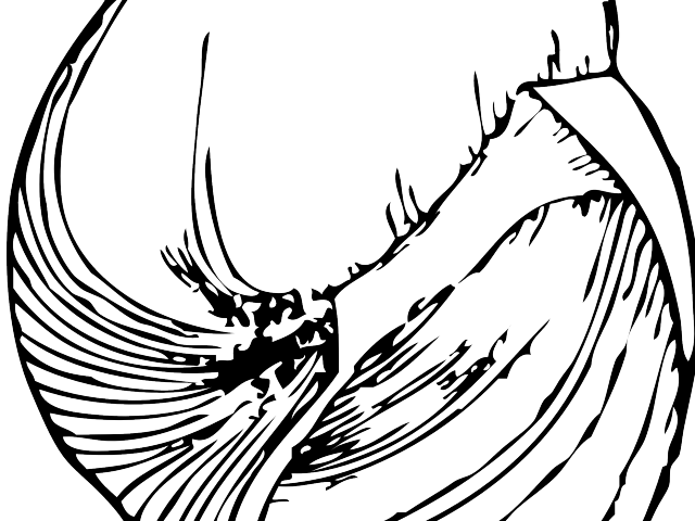 Shell Clipart Kerang - Png Download (640x480), Png Download