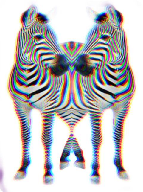 Zebra Print Clip Art - Png Download (480x642), Png Download