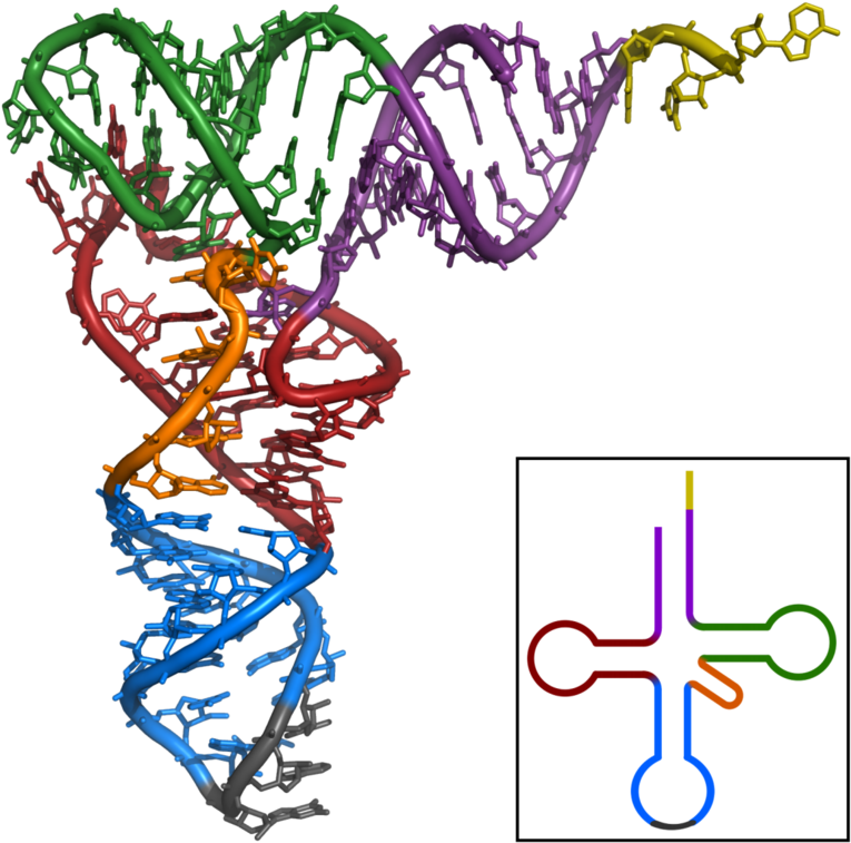 Trna-phe Yeast 1ehz Clipart (777x768), Png Download