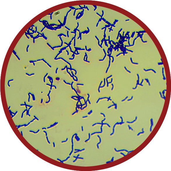 Brewing Bacteria Clipart (600x600), Png Download