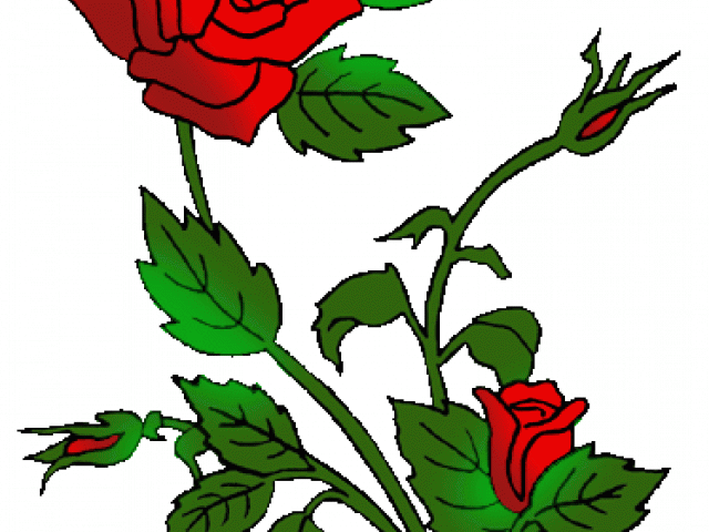 Rose Bush Clipart Rose Plant - Png Download (640x480), Png Download