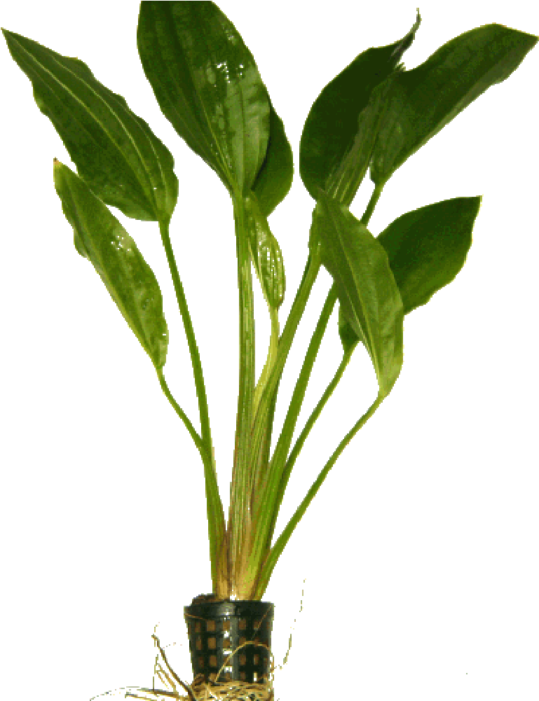 Echinodorus Argentinensis In Pot Clipart (1000x1000), Png Download