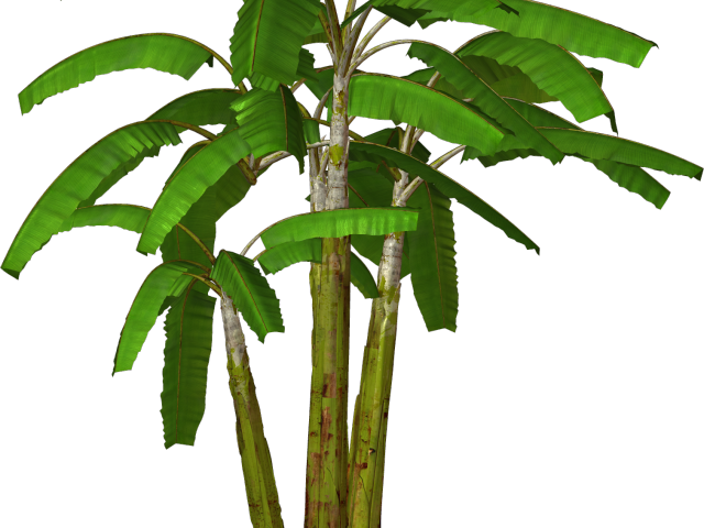 Shrub Bushes Clipart Many Tree - Png Download (640x480), Png Download