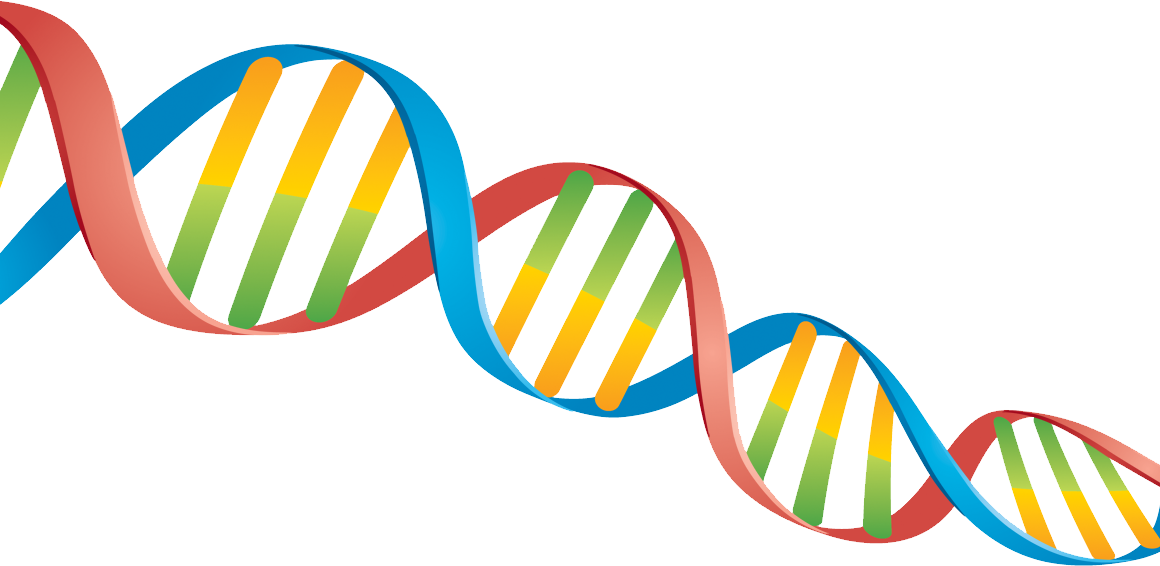 Dna Png Clipart (1160x566), Png Download