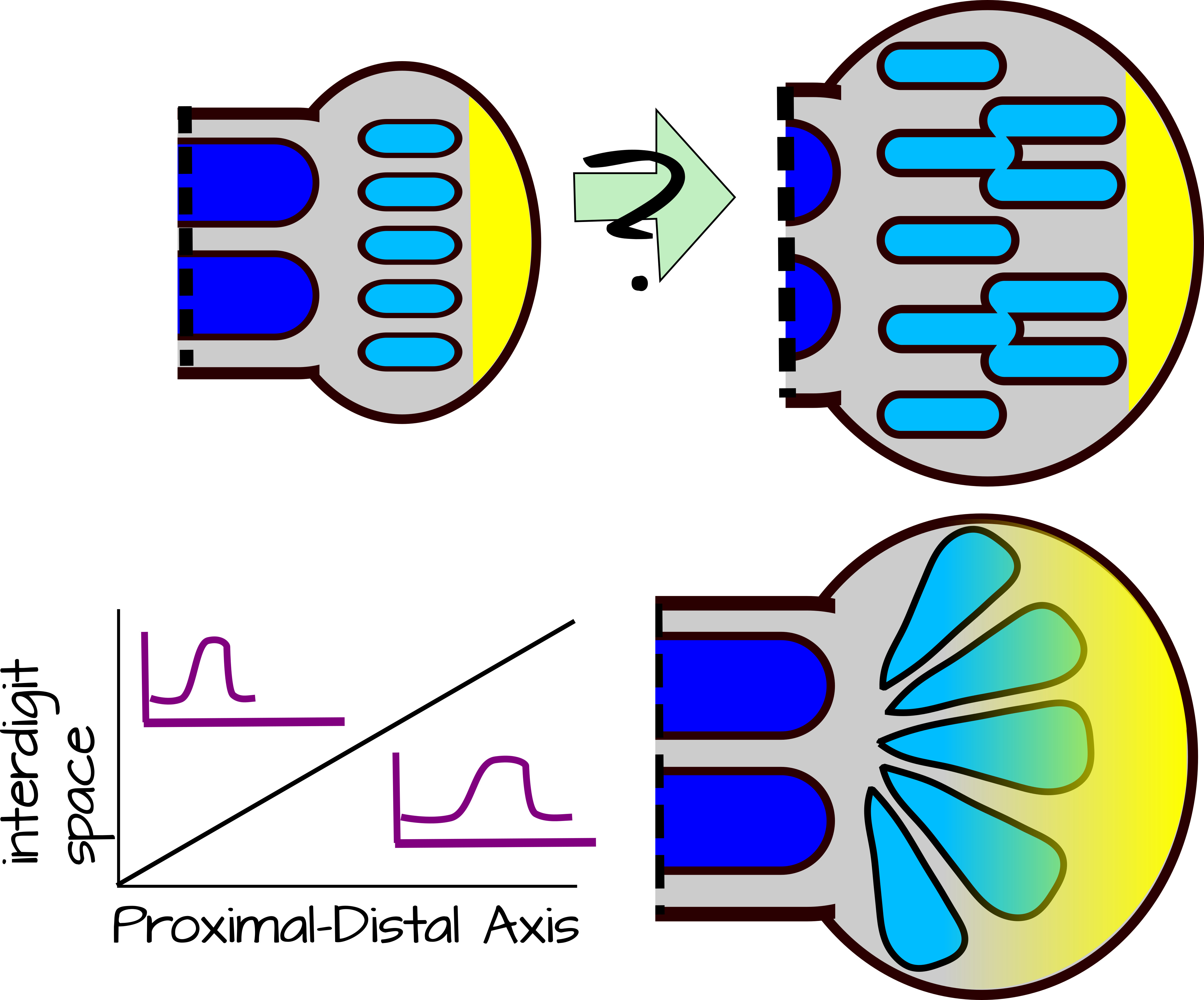 Modifying The Wavelength Clipart (4430x3681), Png Download