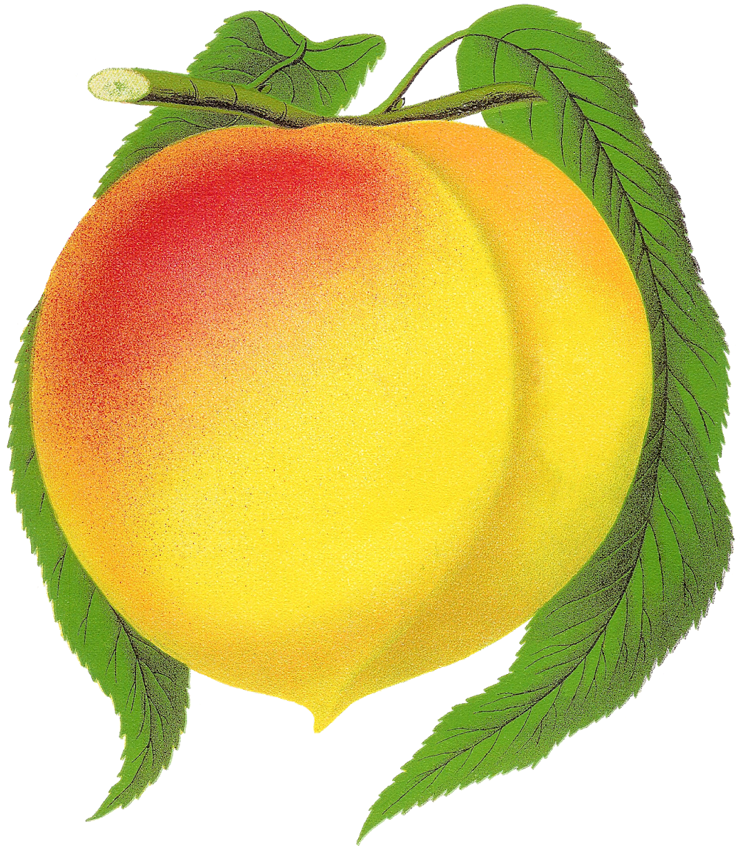 Fruit Peach Clipart New Globe Illustration Botanical - Png Download (1313x1600), Png Download