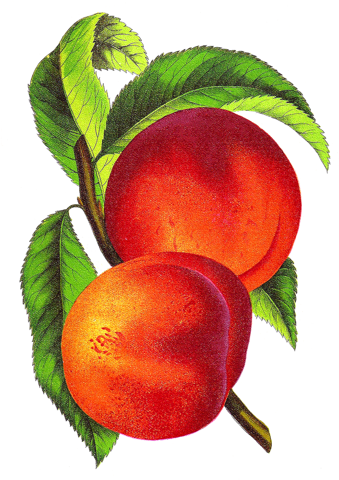 Peach Fruit Clip Art - Png Download (1116x1600), Png Download