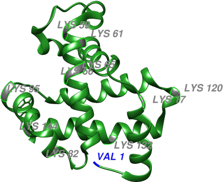 Figure 2 Shows The Glycation Sites Of A Glycated Hemoglobin Clipart (1133x550), Png Download