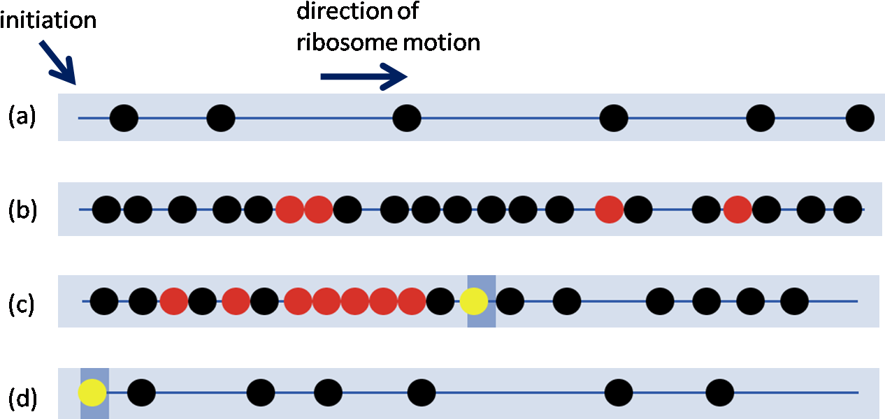 The Presence Of Slow Codons Within A Sequence Can Cause Clipart (1293x626), Png Download
