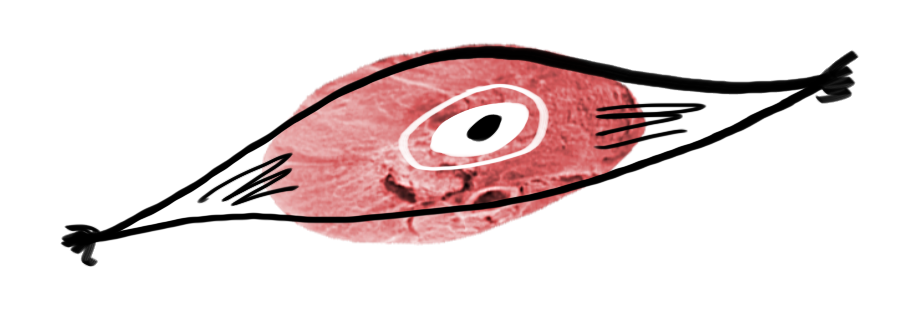 An Image Of Meat With An Illustrated Overlay Of A Muscle Clipart (1079x523), Png Download