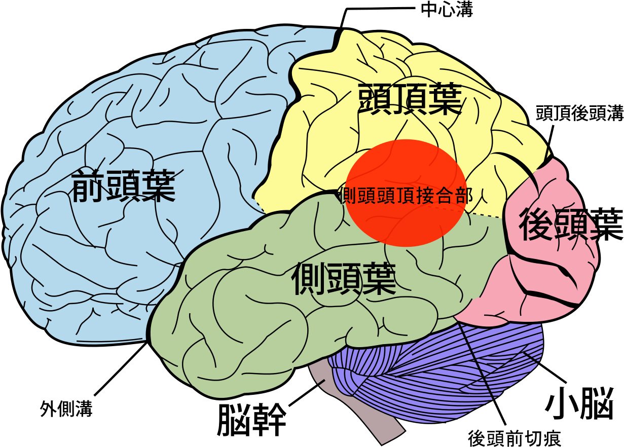 Temporo-parietal Junction Ja Clipart (1280x914), Png Download