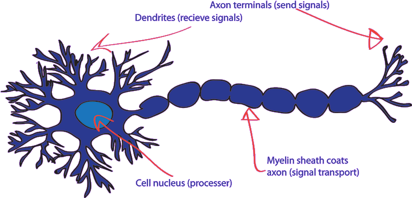 Neuron Clipart Design - Png Download (800x391), Png Download